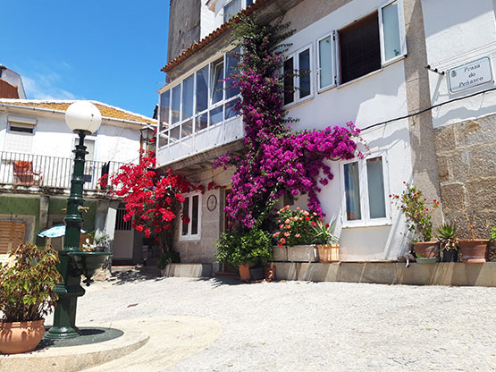 Plaza Casco Viejo vigués en pendiente, con plantas trepadoras en flor.