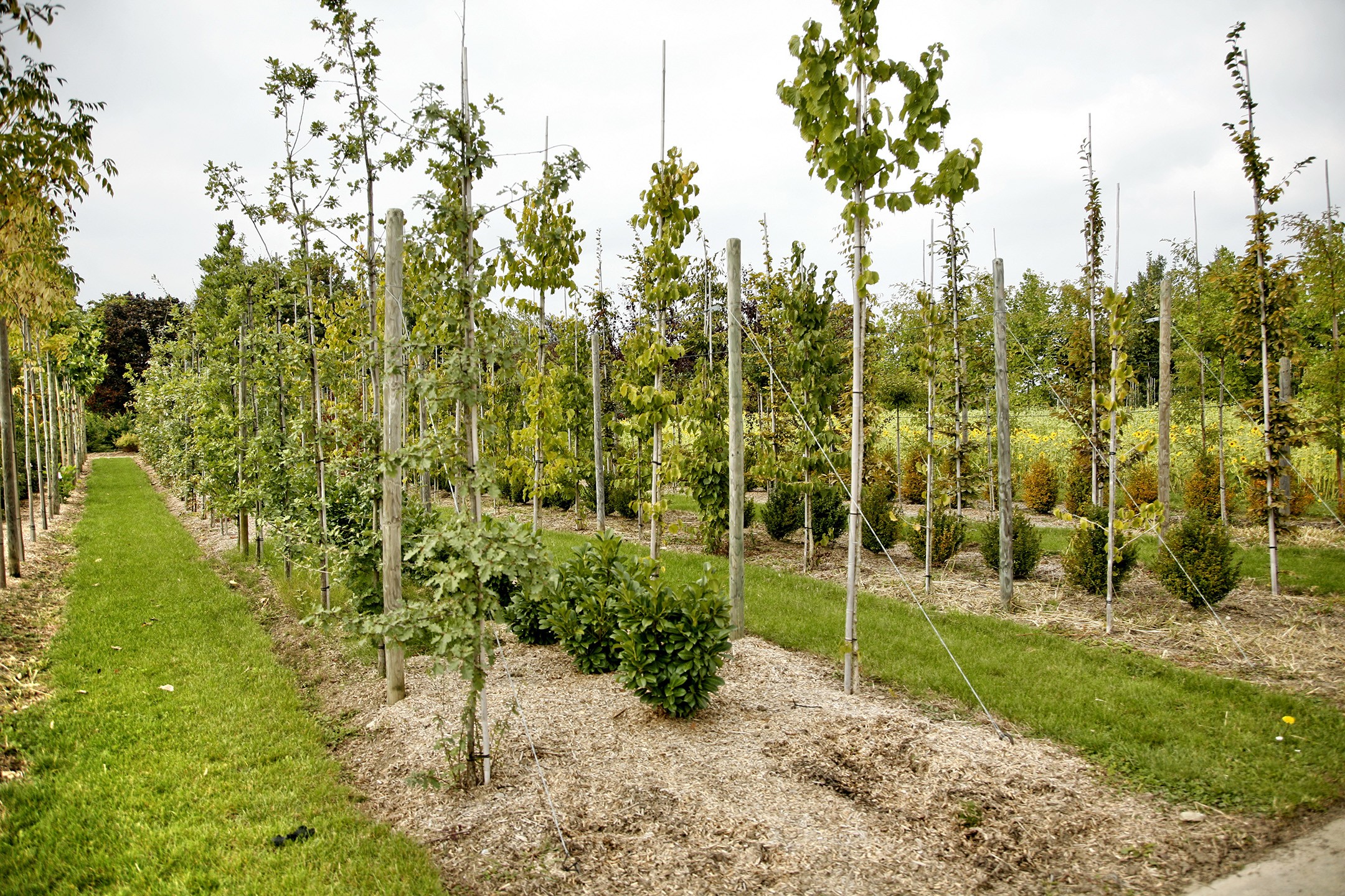 Vivero con plantación de ejemplares variados de árboles y arbustos, en forma lineal.