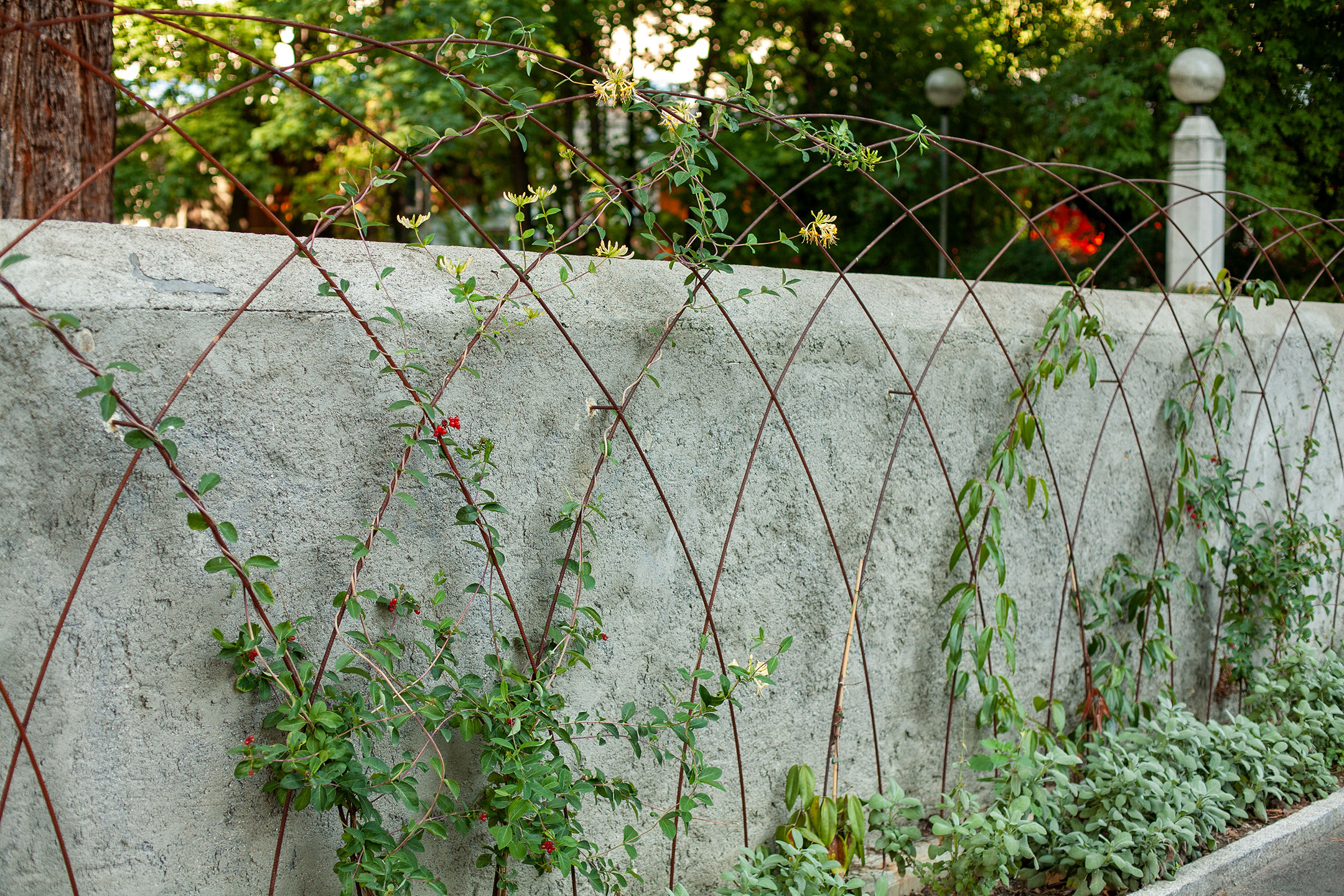 Jardinera urbana con celosia ovoidal para vegetación trepadora.